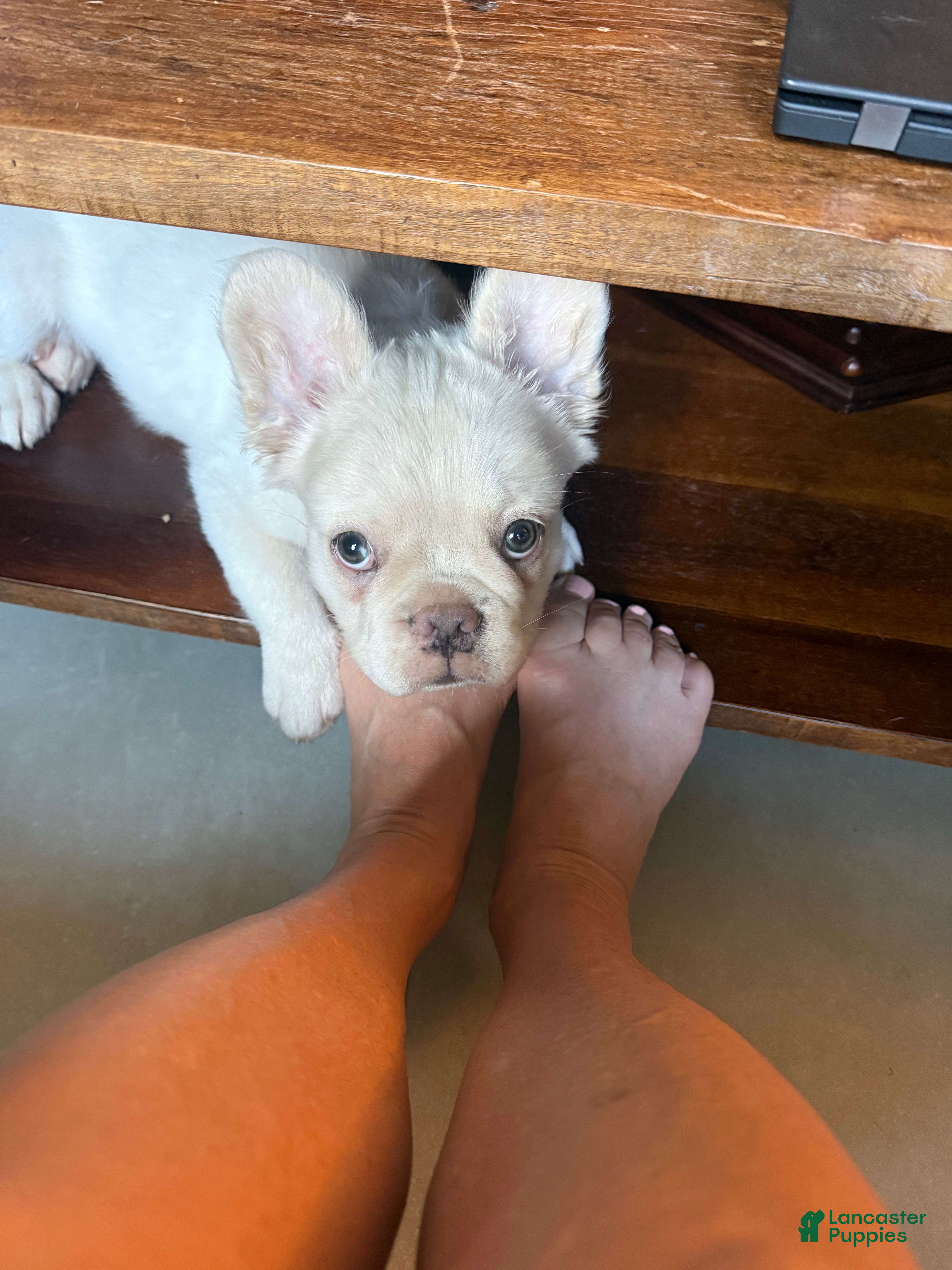 French Bulldog dogs French Bulldog 2 - Ad 2