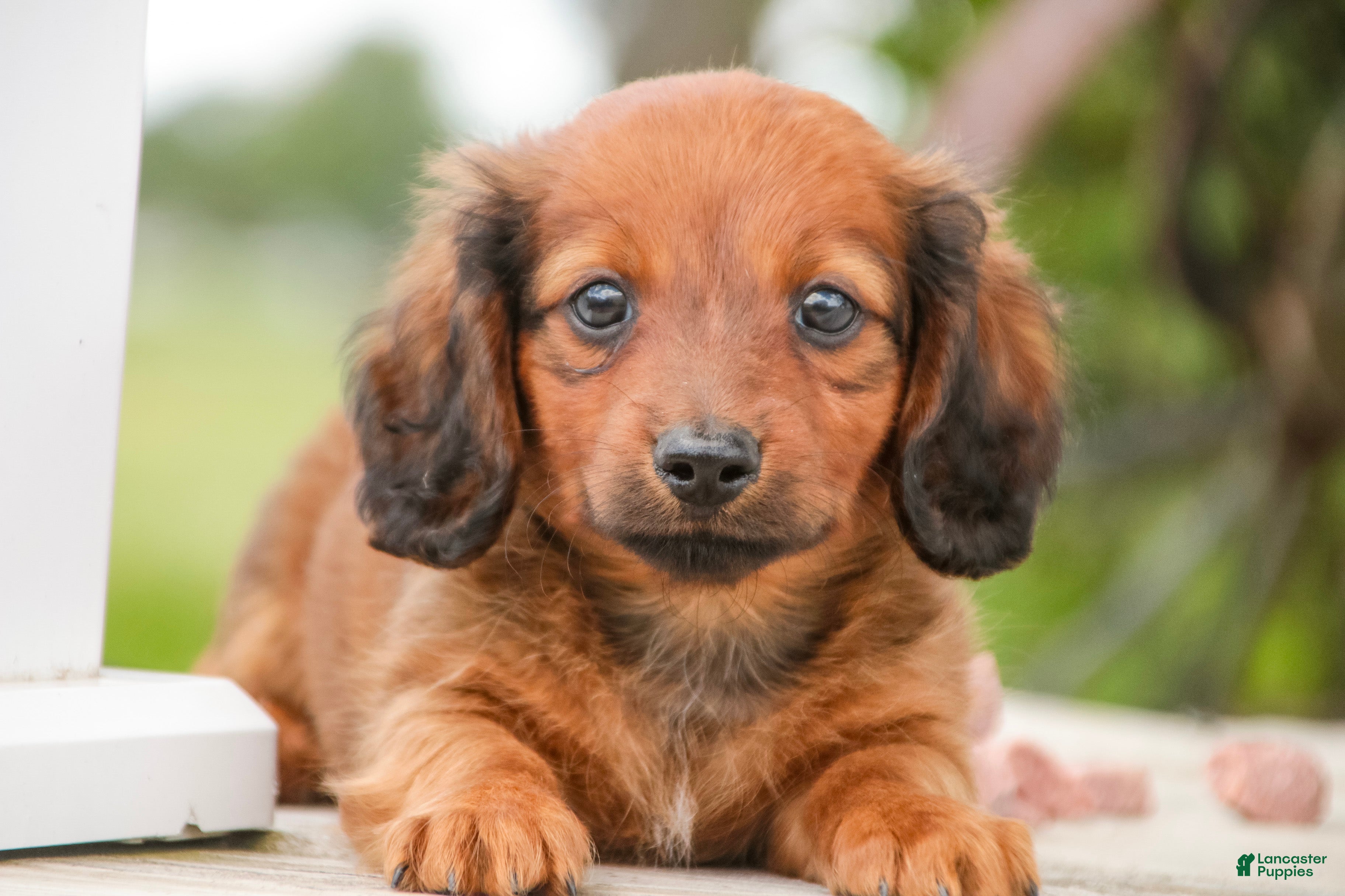 Miniature Dachshund dogs Tony - Ad 1