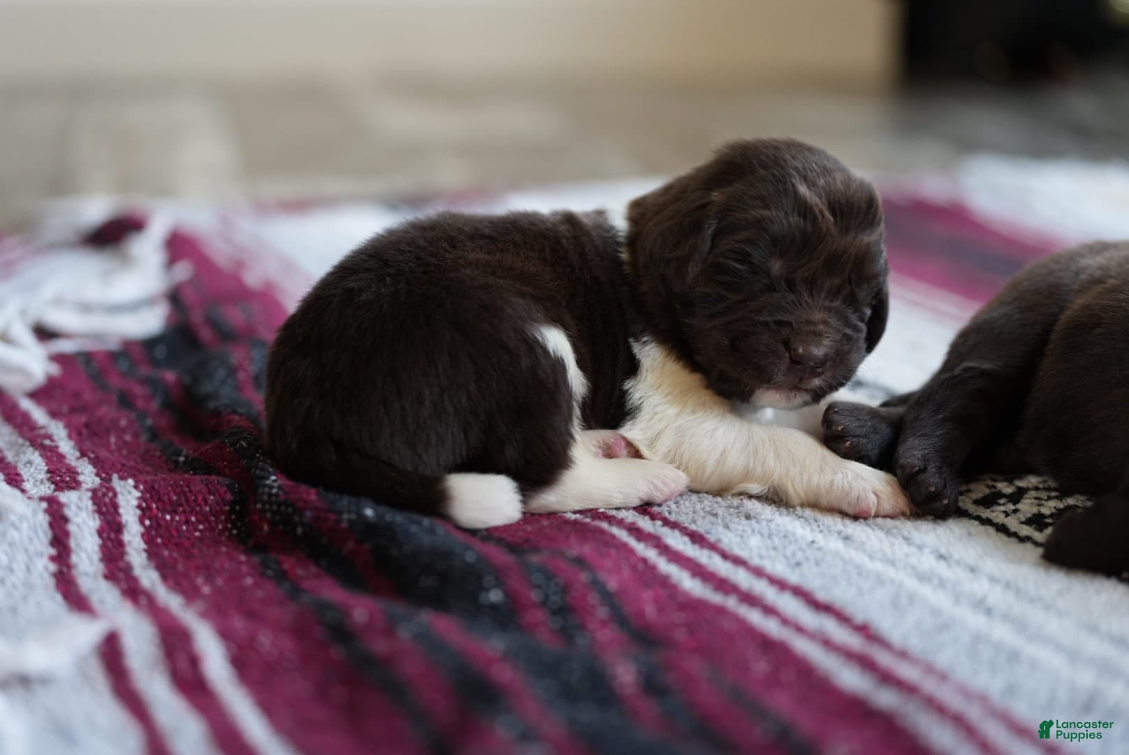 Newfoundland dogs Harley  - Ad 36