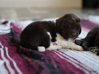 Newfoundland dogs Harley - Ad 36