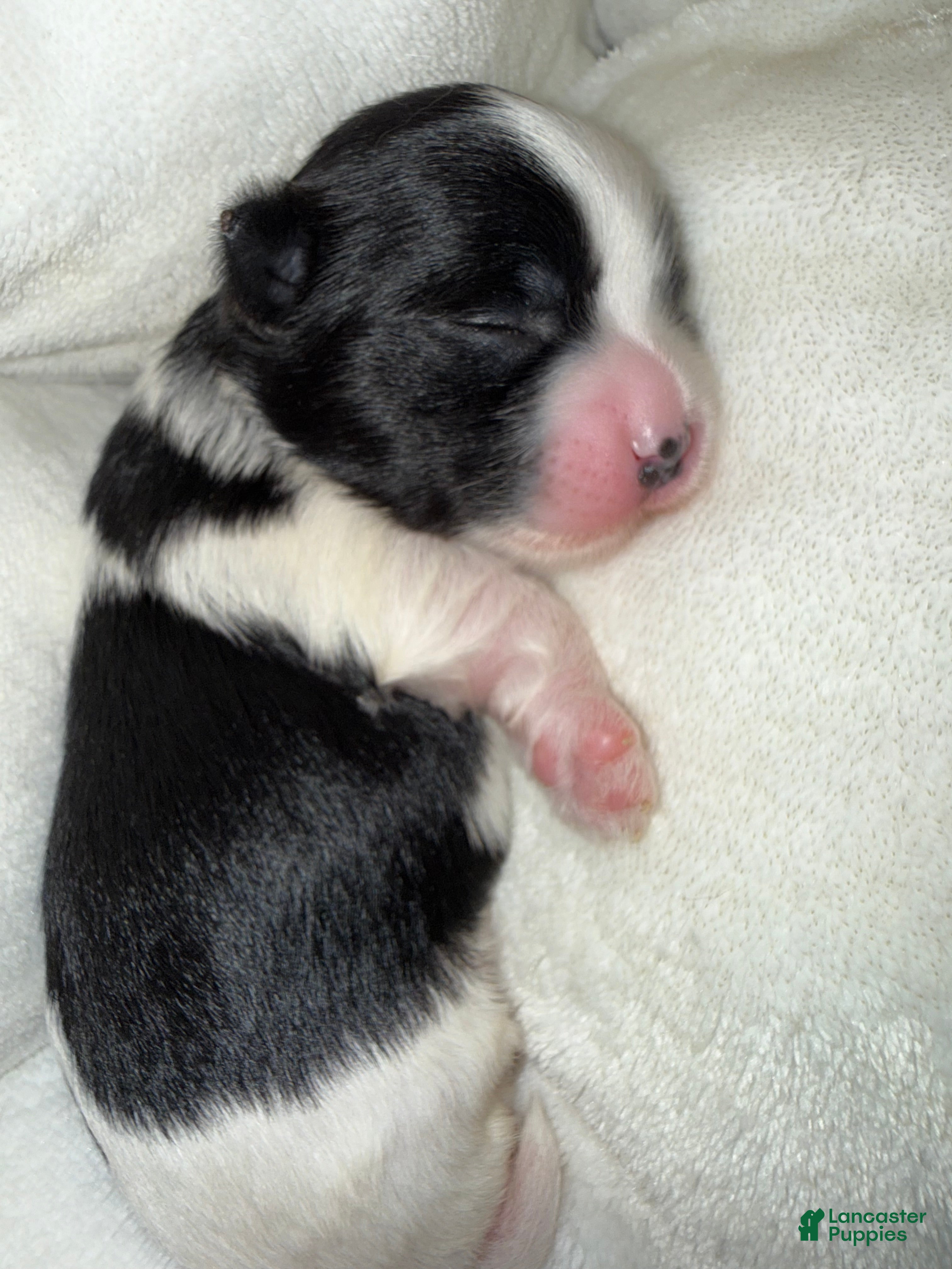 Yorkshire Terrier dogs Zia - Ad 1