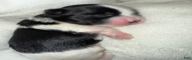 Zia