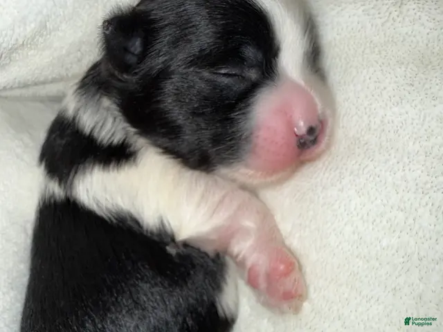 Yorkshire Terrier dogs for sale: Zia - Ad 1