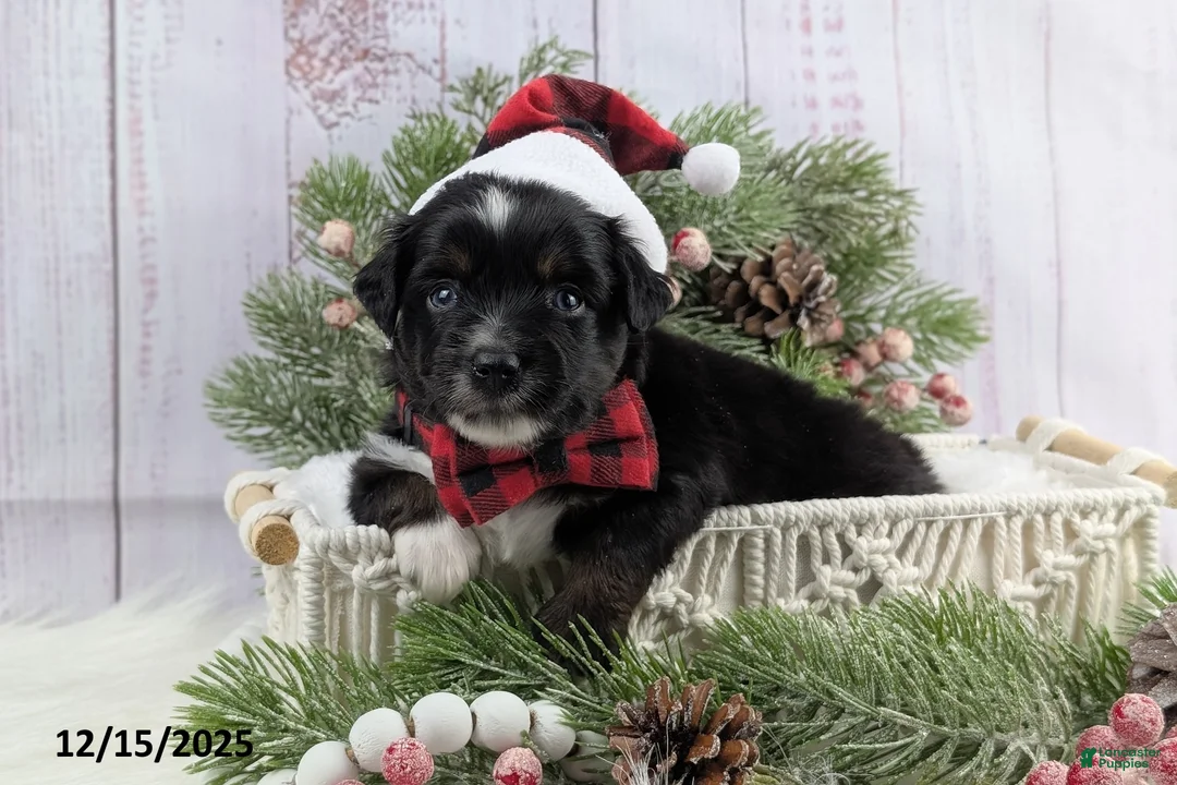 Toy Australian Shepherd dogs for sale: Banjo - Ad 22