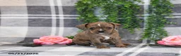 Mixed Breed dogs for sale: Ginger - Ad 4