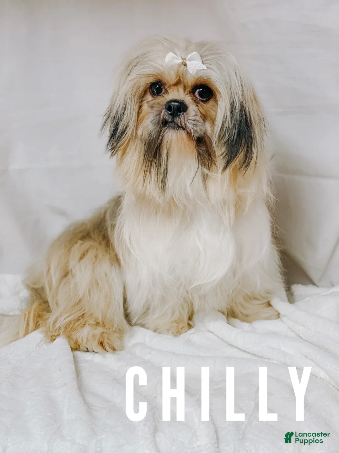 Shihpoo dogs for sale: Casper - Ad 2