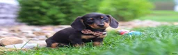 Miniature Dachshund dogs for sale: Bryce - Ad 5