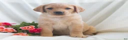 Labrador Retriever dogs for sale: Jenna  - Ad 2