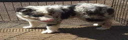 Australian Shepherd dogs for sale: Milo  - Ad 3