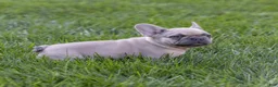 French Bulldog dogs for sale: MJ - Ad 5