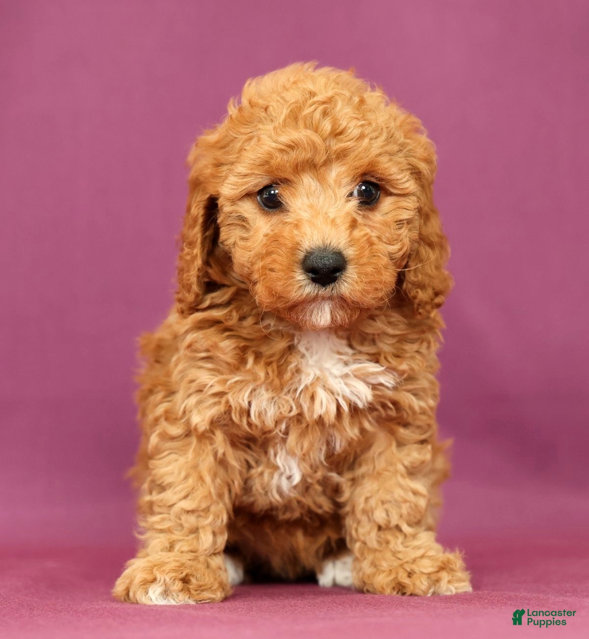 Cavapoo dogs Luna - Ad 2