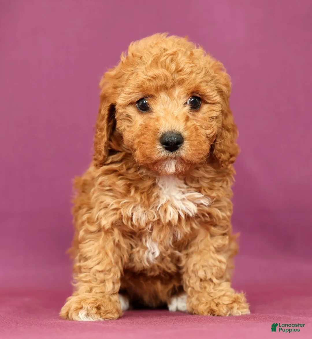 Cavapoo dogs for sale: Luna - Ad 2