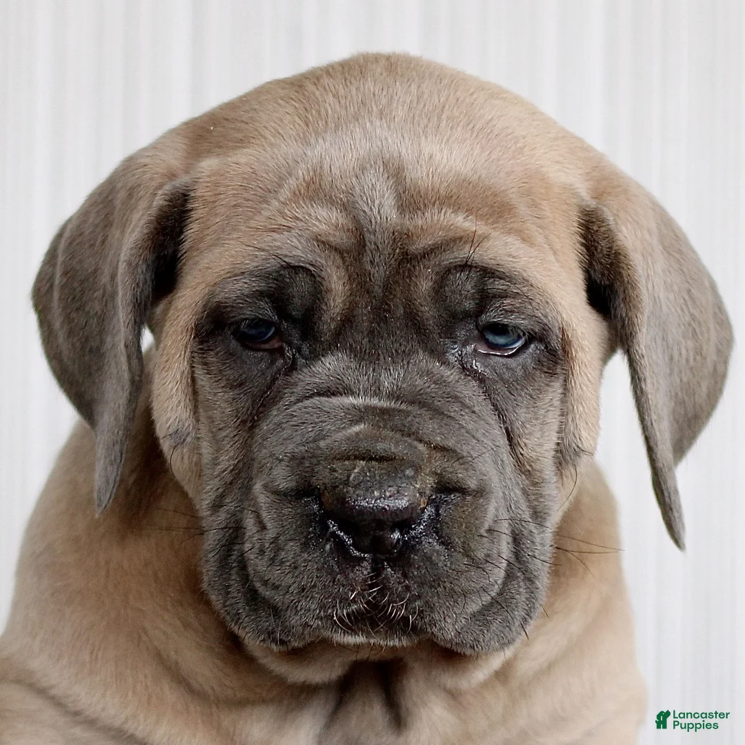 Cane Corso dogs for sale: Nova  - Ad 1