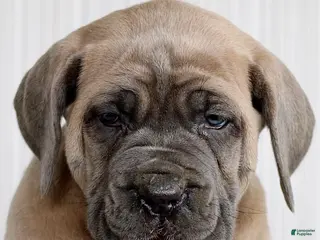 Cane Corso dogs for sale: Nova - Ad 4