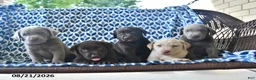 Labrador Retriever dogs for sale: Carmen - Ad 5