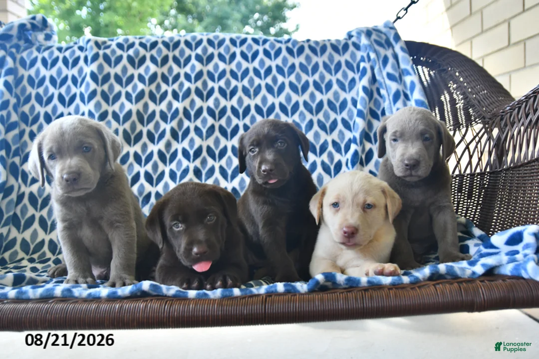 Labrador Retriever dogs for sale: Carmen - Ad 5