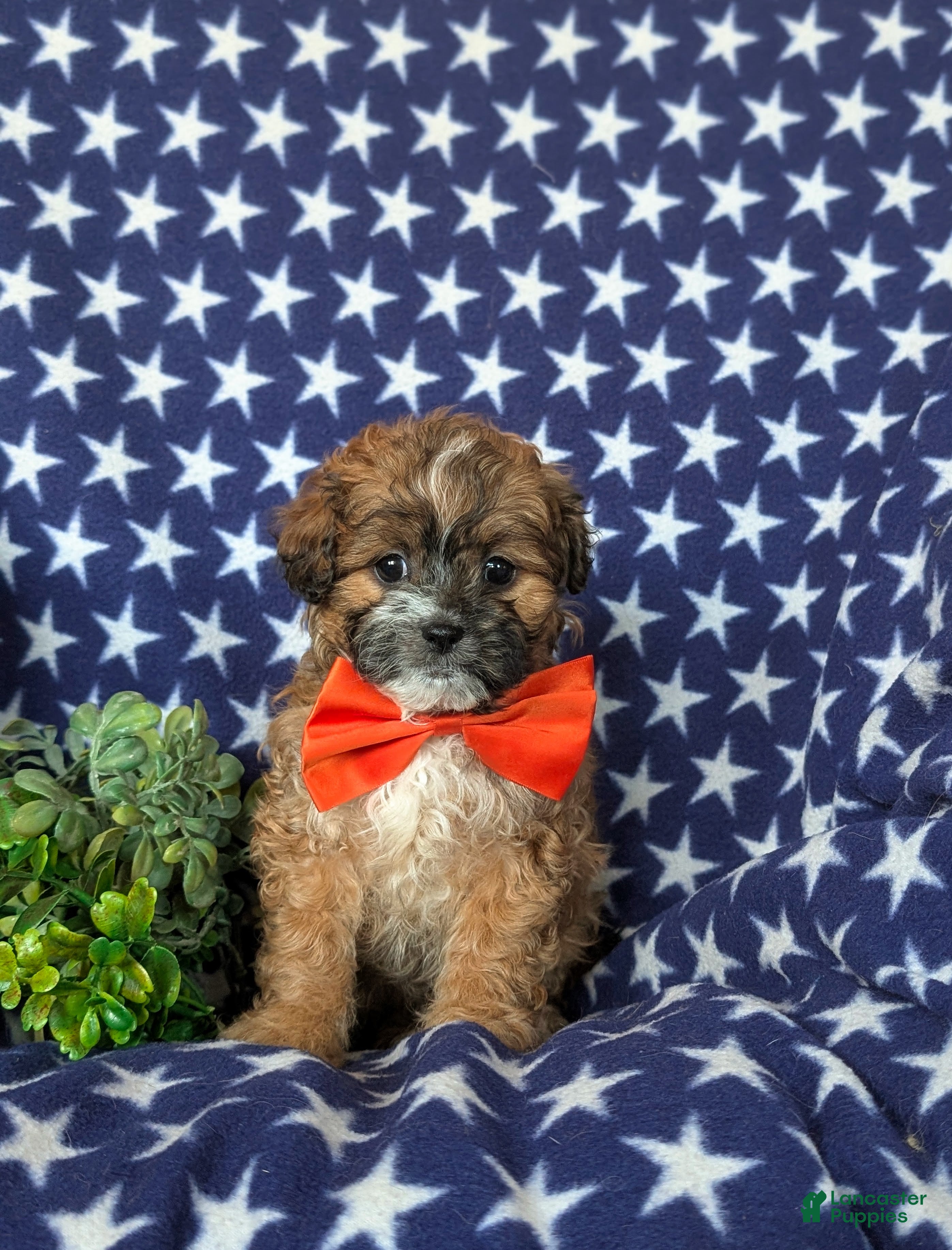 Shihpoo dogs Gage - Ad 1