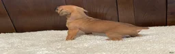 Boxer dogs for sale: Rocky - Ad 16