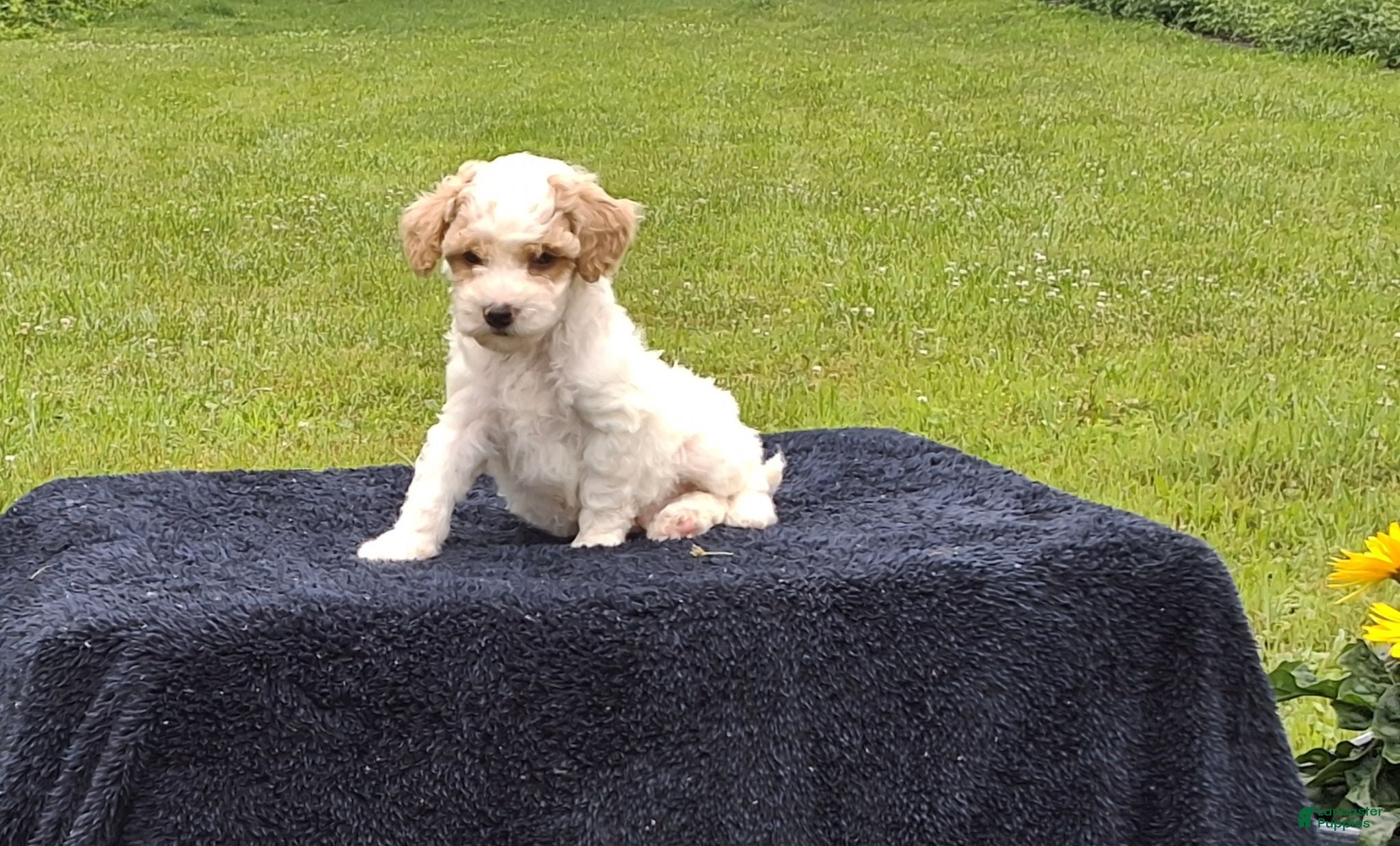 Miniature Poodle dogs Everett  - Ad 2