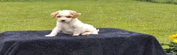 Miniature Poodle dogs for sale: Everett  - Ad 2