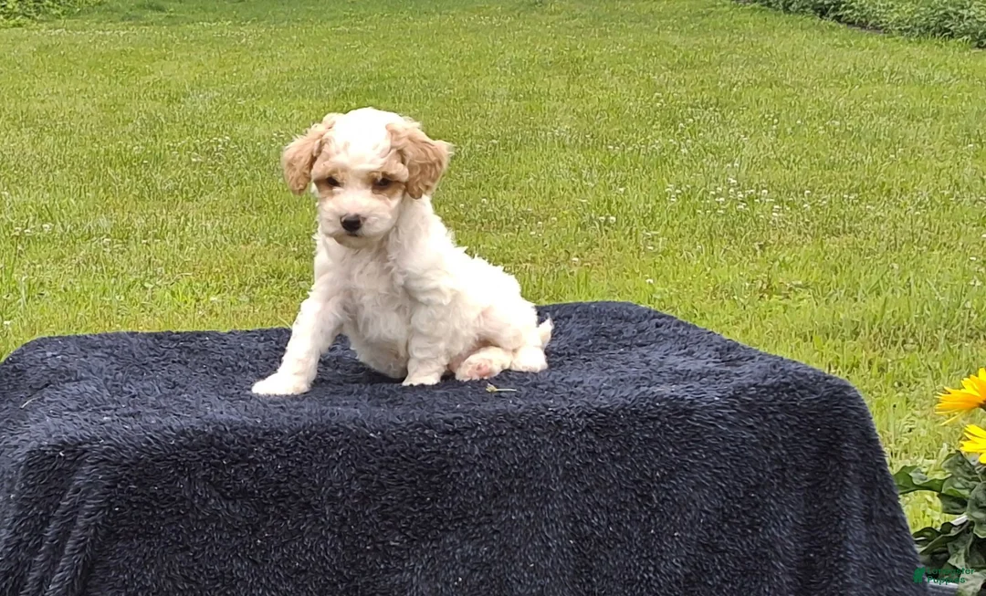 Miniature Poodle dogs for sale: Everett  - Ad 2