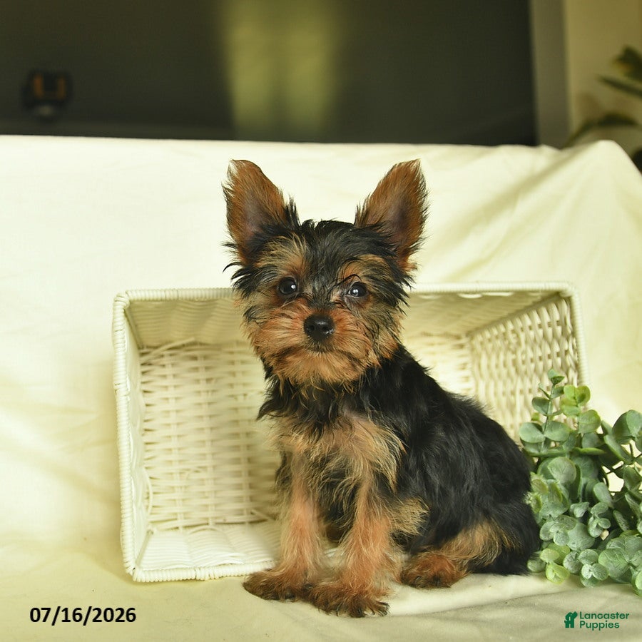 Yorkshire Terrier dogs Boxer - Ad 1