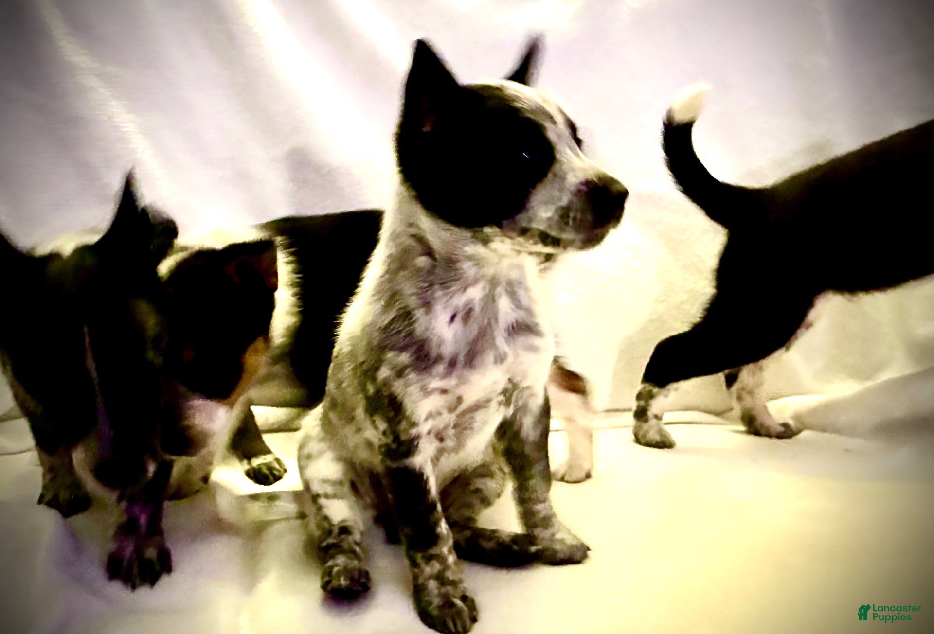Australian Cattle Dog dogs for sale: Australian Cattle Dog 2 - Ad 8