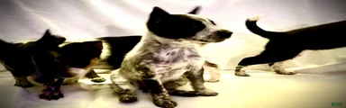 Australian Cattle Dog 2