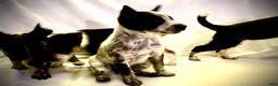 Australian Cattle Dog dogs for sale: Australian Cattle Dog 2 - Ad 1