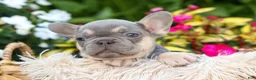 French Bulldog dogs for sale: Roxie🌸 - Ad 14