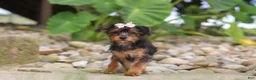 Yorkiepoo dogs for sale: Riot - Ad 6