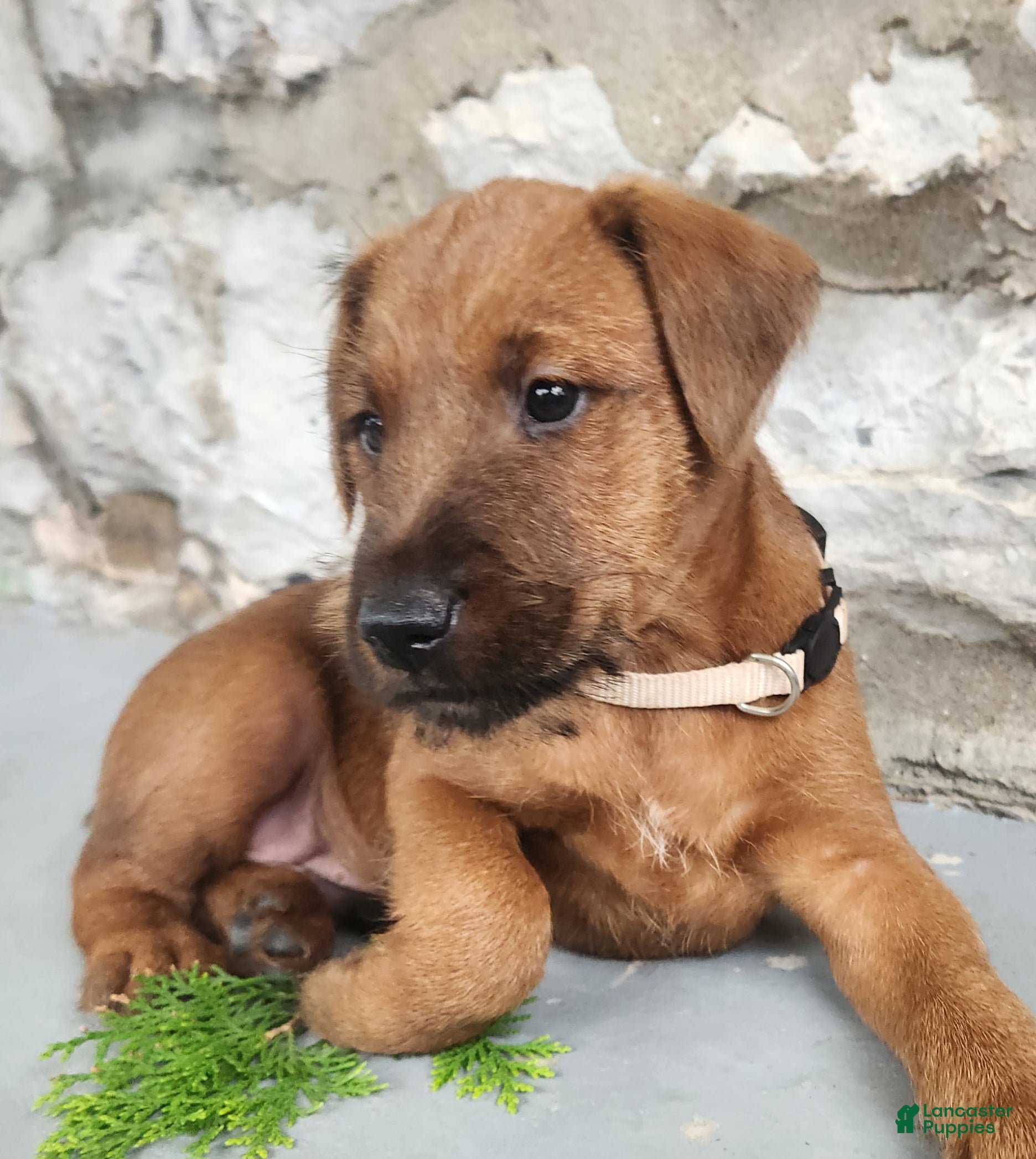 Irish Terrier dogs Rex - Ad 2