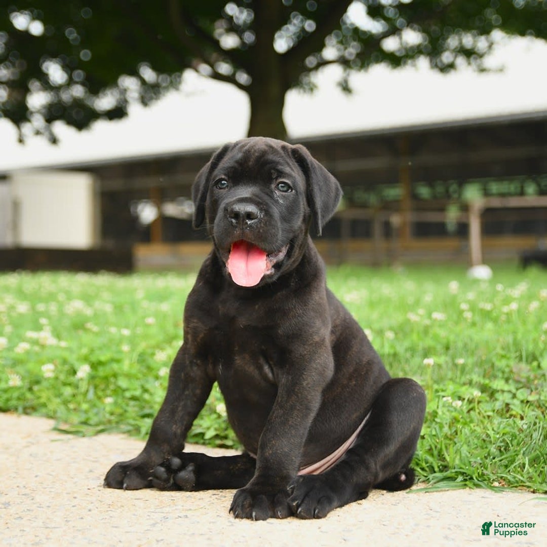 Cane Corso dogs for sale: Rockford - Ad 14