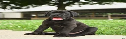 Cane Corso dogs for sale: Rockford - Ad 19
