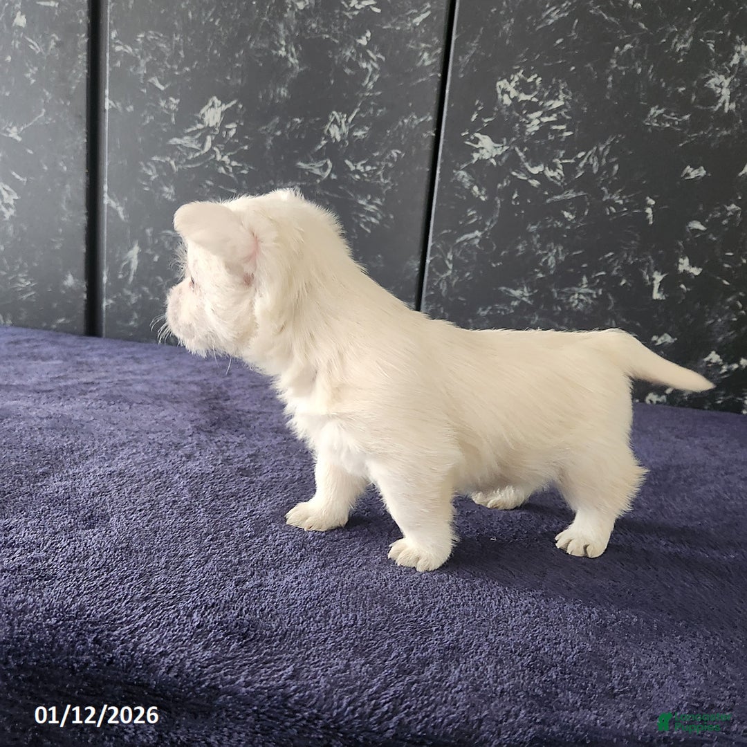 West Highland Terrier dogs for sale: Max - Ad 3