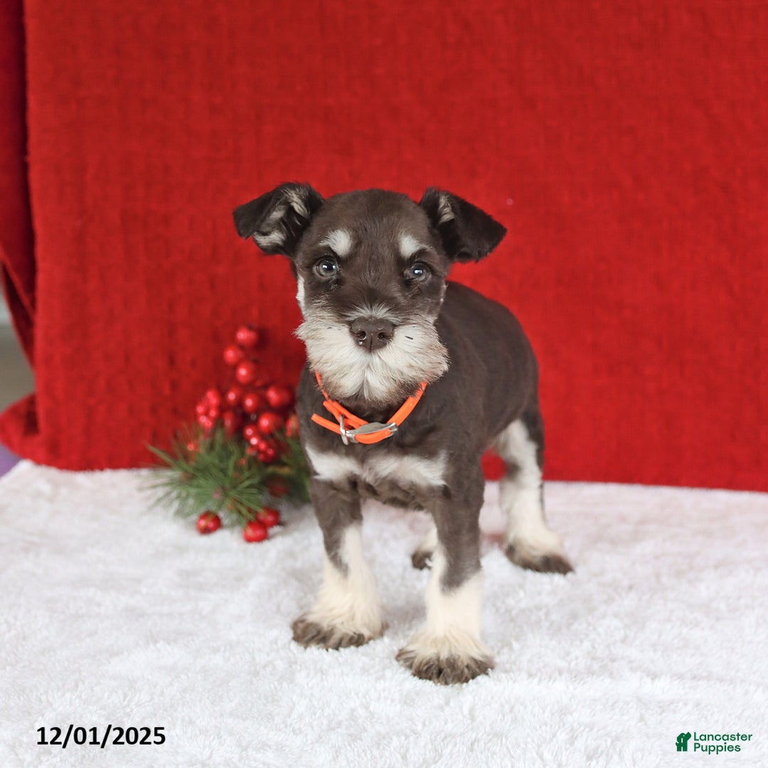 Miniature Schnauzer dogs for sale: Biscuit - Ad 5