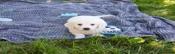 Golden Retriever dogs for sale: Oak - Ad 2