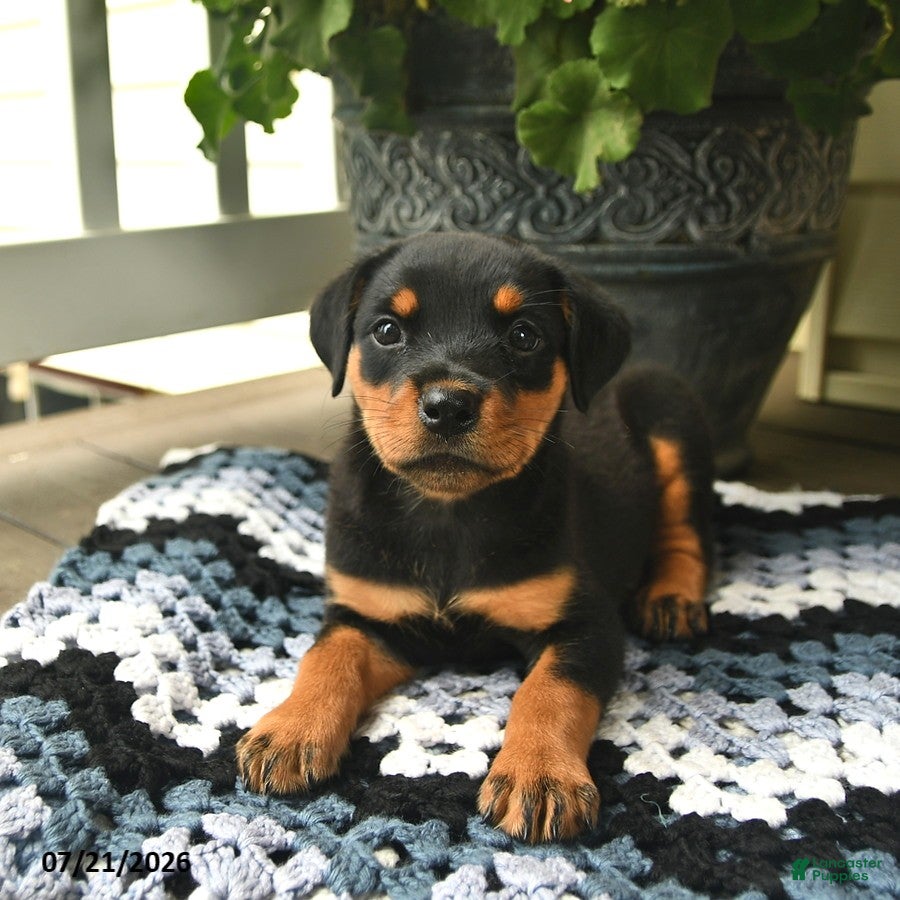 Rottweiler dogs Mocha  - Ad 1