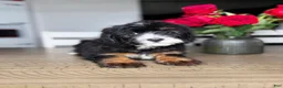 Mini Bernedoodle dogs for sale: Oat - Ad 2