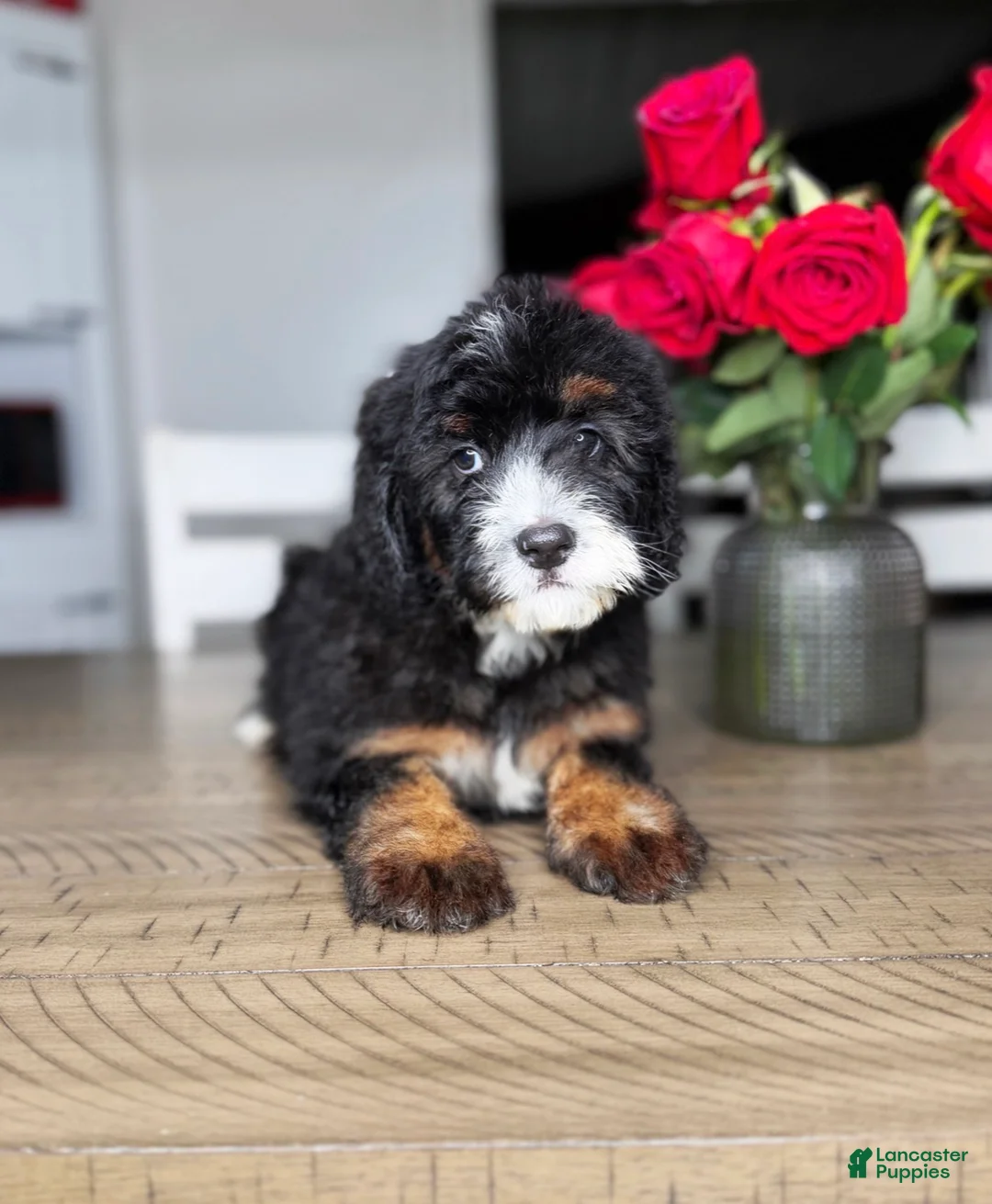 Mini Bernedoodle dogs for sale: Oat - Ad 2