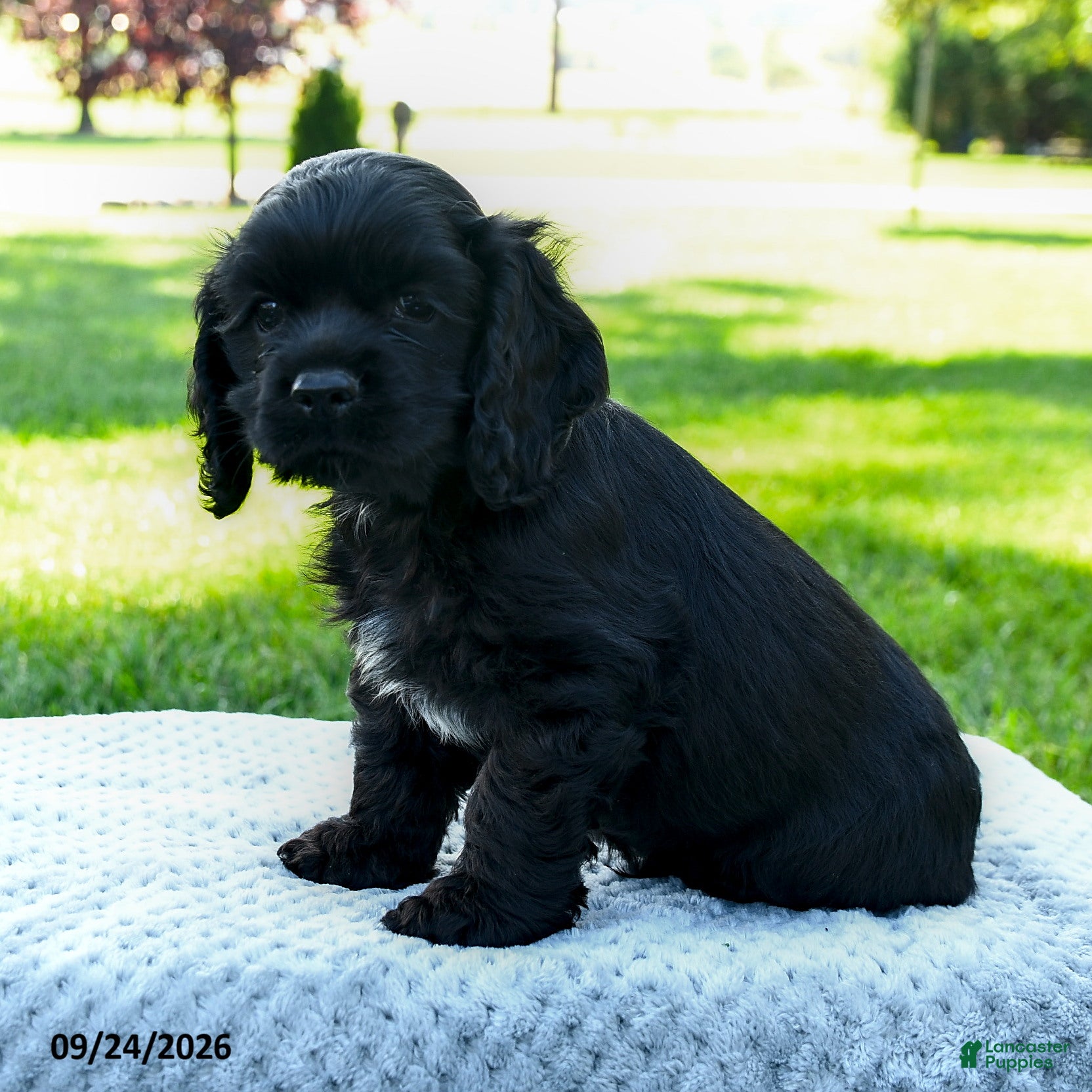 Cocker Spaniel dogs Maxwell - Ad 2