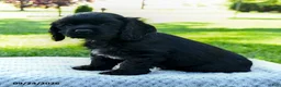 Cocker Spaniel dogs for sale: Maxwell - Ad 2
