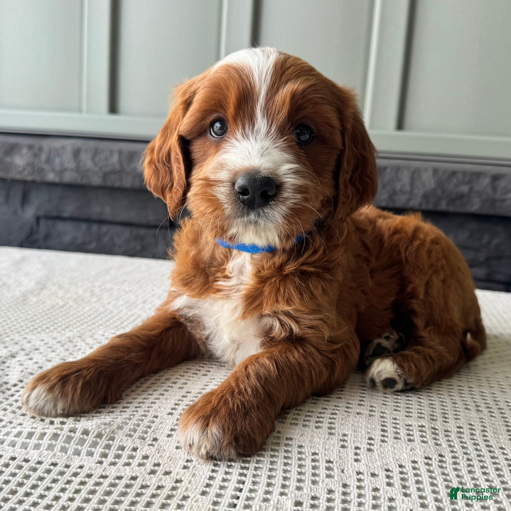Mixed Breed dogs Rusty - Ad 2