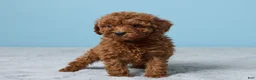 Miniature Poodle dogs for sale: Randy - Ad 4