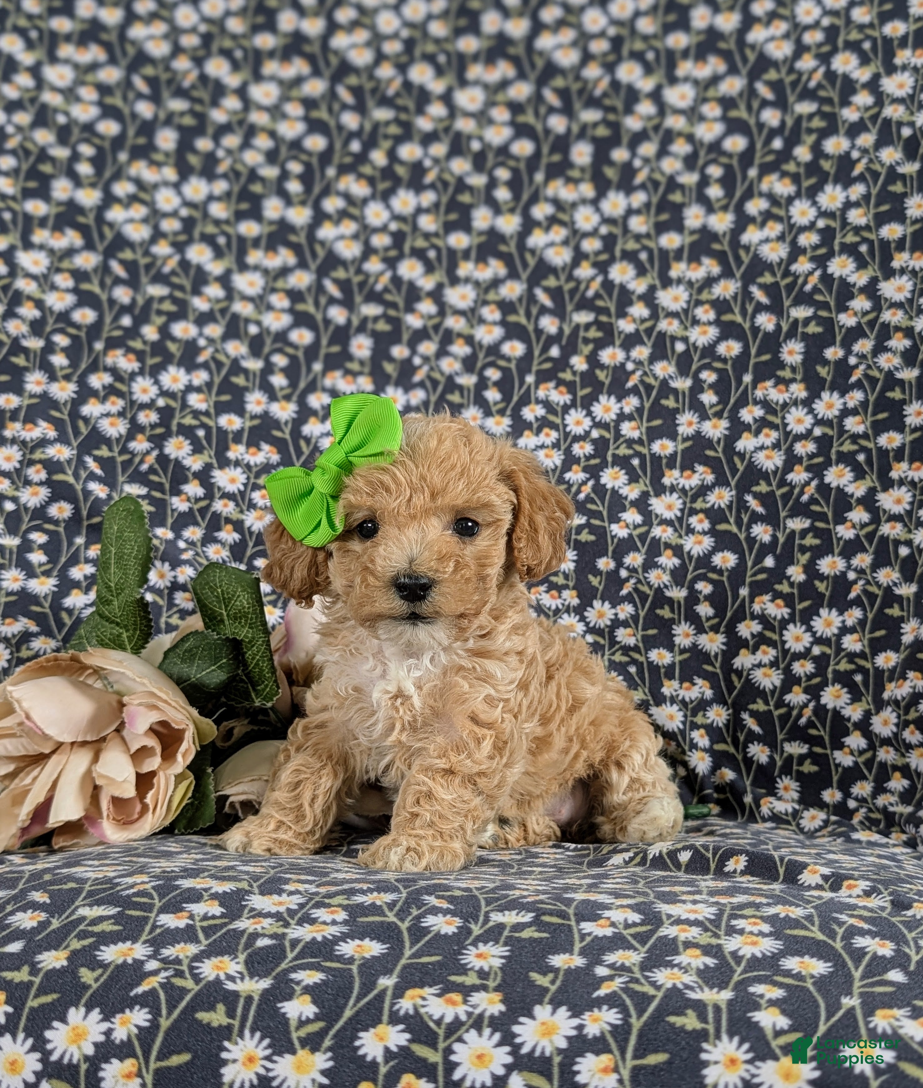 Bichpoo dogs Rosie 9 lbs Full Grown - Ad 1