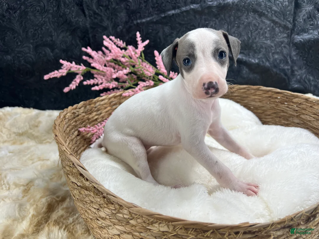 Italian Greyhound dogs for sale: Italian Greyhound 5 - Ad 8