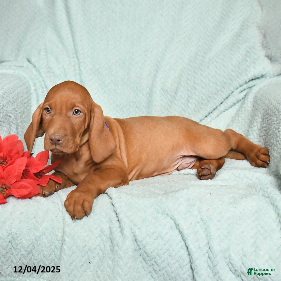 Vizsla dogs for sale: Rex - Ad 2