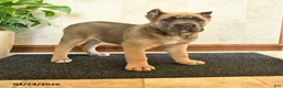 Cane Corso dogs for sale: Willow - Ad 4
