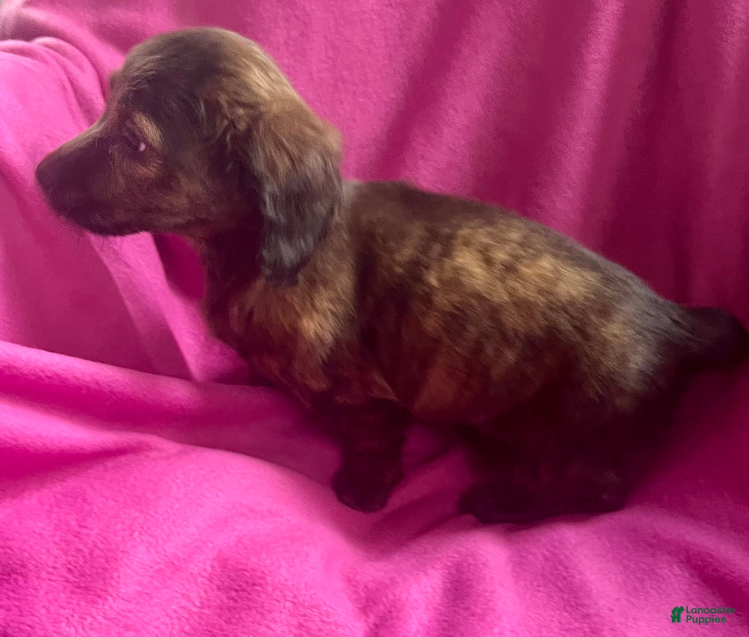 Dachshund dogs for sale: Mellow Cup - Ad 7