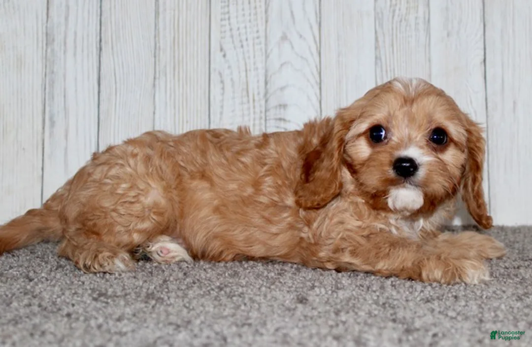 Cavapoo dogs for sale: Mikey - Ad 6
